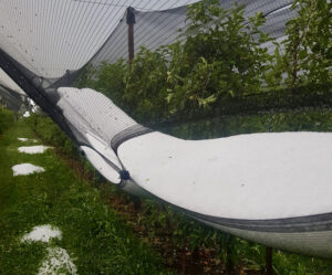 Wetterkapriolen: Hagelkörner füllten die Netze in den Ibikoner Obstanlagen