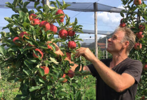 Obstbauer Thomas Knüsel prüft, ob die Äpfel erntereif sind.
